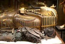 Maldição da múmia egípcia, Tutankhamon e a maldição, Misteriosas mortes no Egito, Faraós e lendas egípcias, Egiptologia e mortes enigmáticas, Howard Carter e Lord Carnarvon, Supertição e arqueologia no Egito, Teorias sobre a maldição, Enigmas do Rei Tutankhamon, Morte e o Egito Antigo, Investigação sobrenatural, Eventos misteriosos no Cairo, Lendas do Antigo Egito, Causas das mortes inexplicáveis, Múmia e tragédias, Sobreviventes da maldição da múmia, Histórias misteriosas do Egito, Ocorrências sobrenaturais no túmulo, Enigmas da egiptologia, O legado de Tutankhamon e sua maldição.