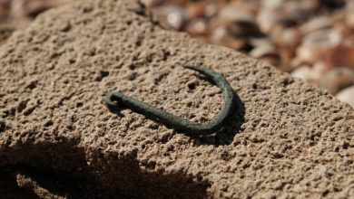 Anzol de 6.000 Anos: Incrível Descoberta Arqueológica