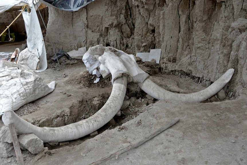 Esqueletos de Mamutes em Tultepec