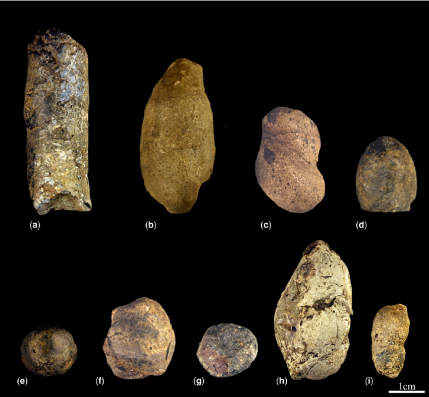 Fósseis de fezes de dinossauro, Coprolitos na paleontologia, Caça aos tesouros pré-históricos, Importância dos coprolitos, Fertilizantes naturais no século XIX, História da mineração de coprolitos, Análise de coprolitos em pesquisas, Ecologia de dinossauros extintos, Mineração de fósseis em Cambridgeshire, Legado da febre dos coprolitos.